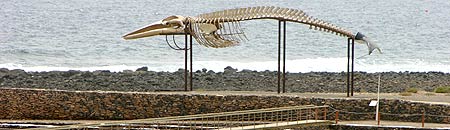 Walskelett am Museo de la Sal auf Fuerteventura